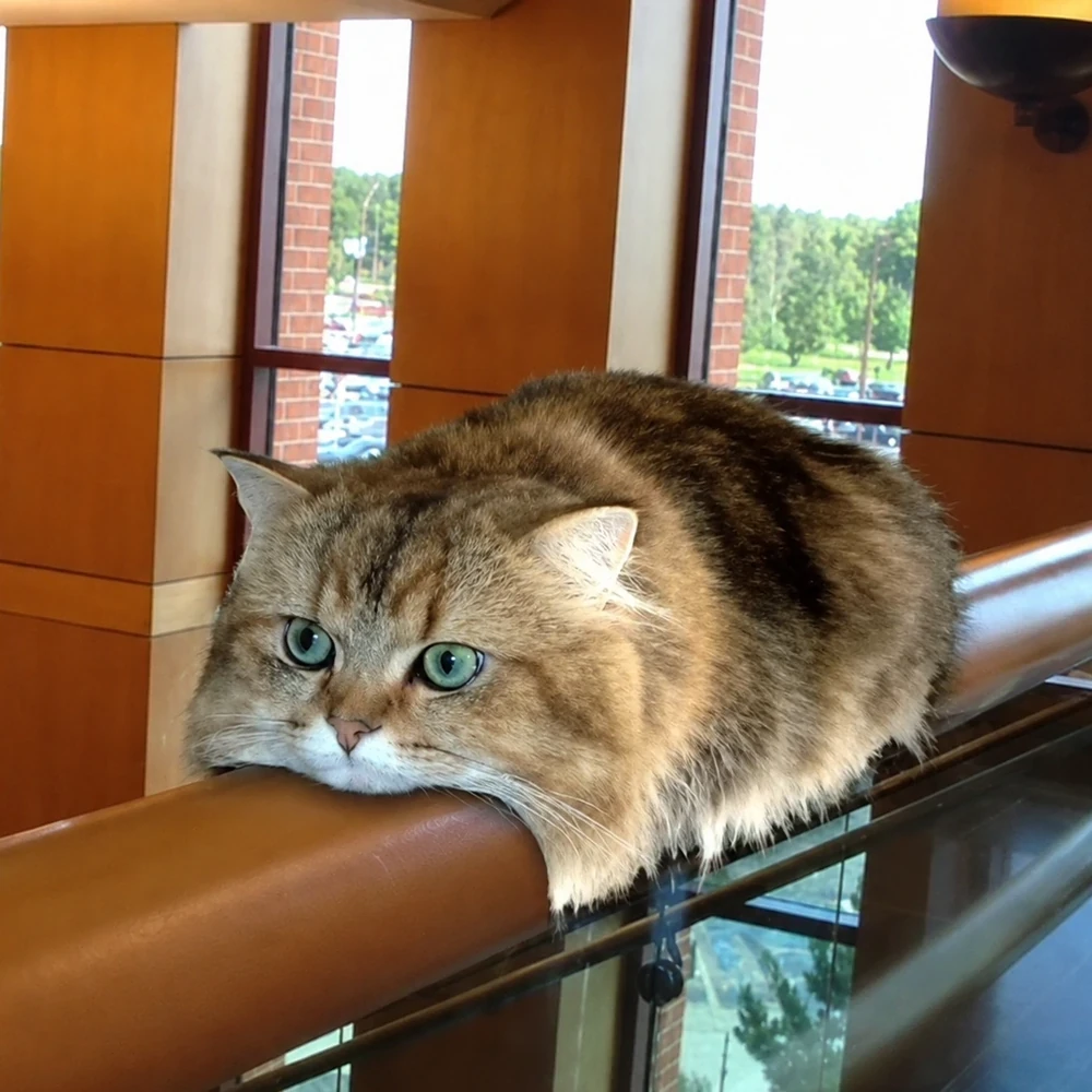 Monorail Cat lying along a narrow rail