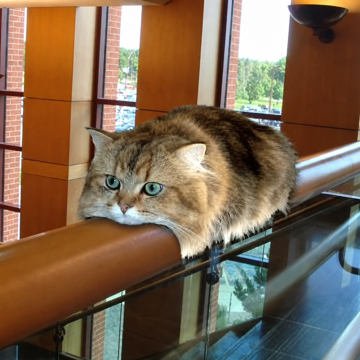 Monorail Cat route image
